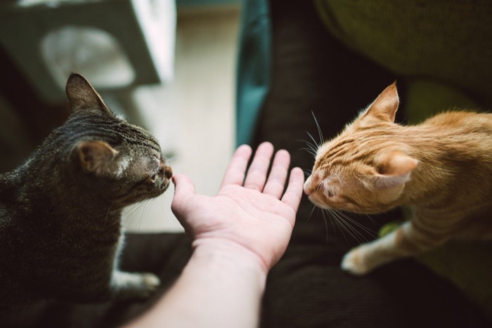 人の手に顔を近づける2匹の猫