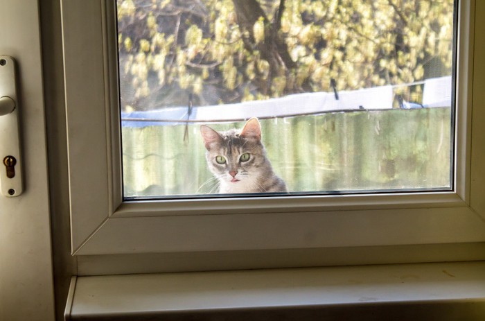 窓の外から中を見る猫
