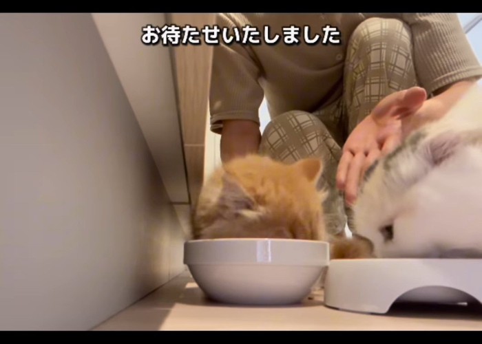 食事をする2匹の猫
