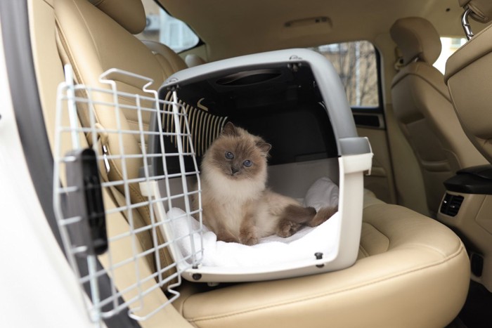 車に乗る猫