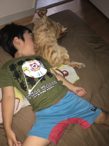 子供と猫が眠る写真