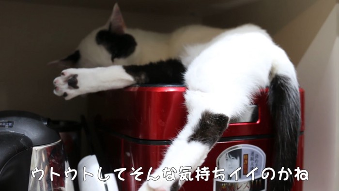 炊飯器の上で寝る猫