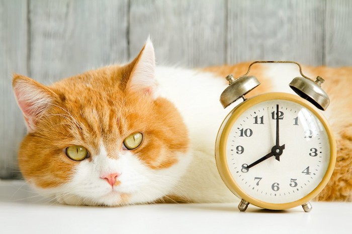 時計のそばでじっと待っている猫