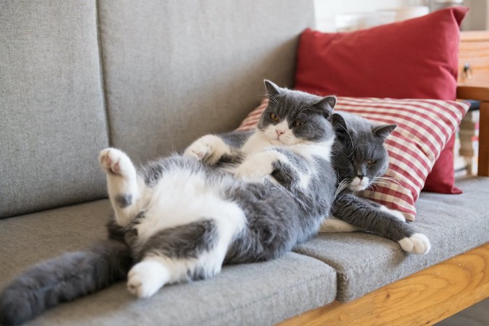 ソファーで眠る猫の上で仰向けになる猫