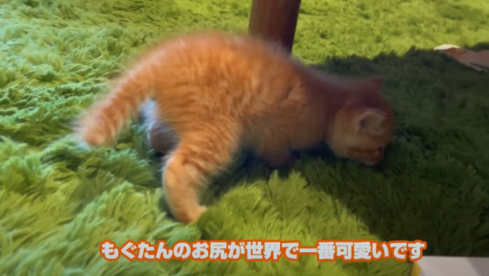 絨毯に顔を埋める子猫