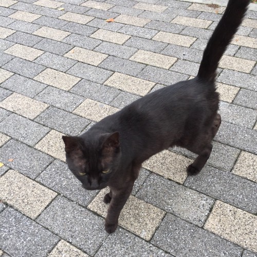 歩く黒猫