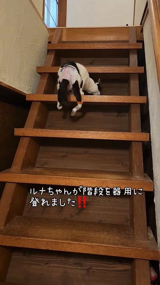 階段を上る猫6