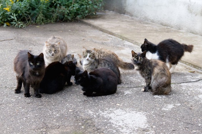 集まって寄り添う野良猫たち