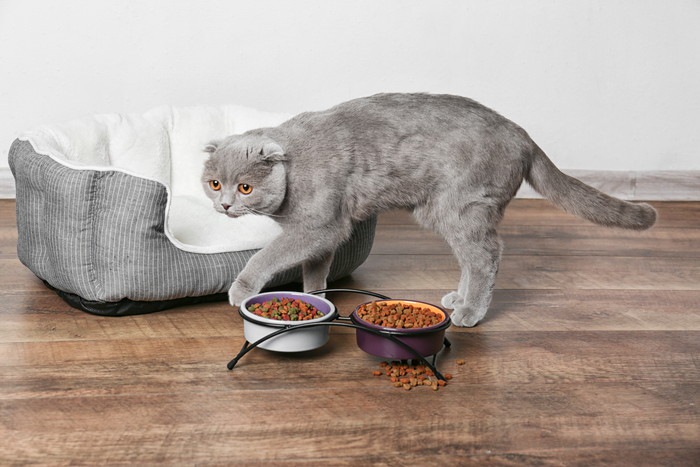 えさ皿をよける猫