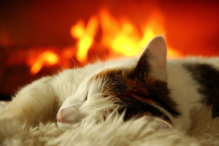 暖炉の前で眠る猫