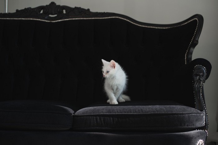 黒いソファの上の猫