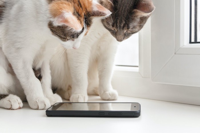 スマートフォンを見る2匹の猫