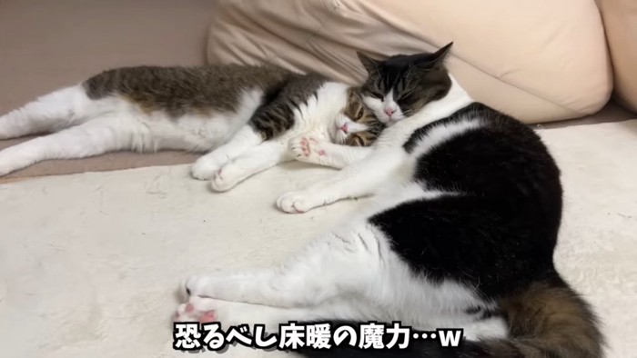 寝そべる2匹の猫