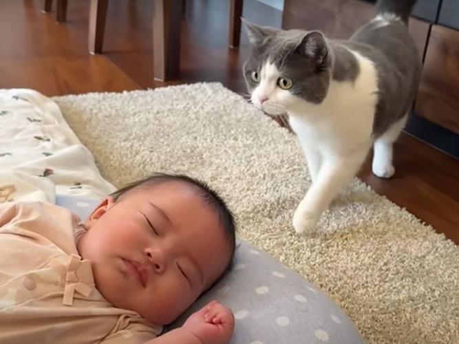 赤ちゃんに近づく猫