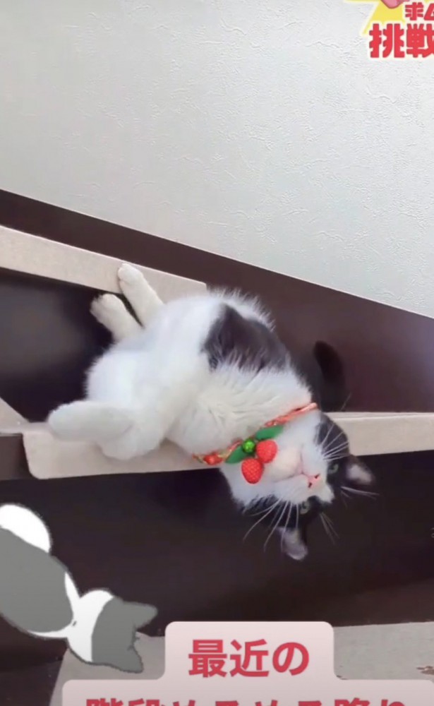 階段でくつろぐ猫