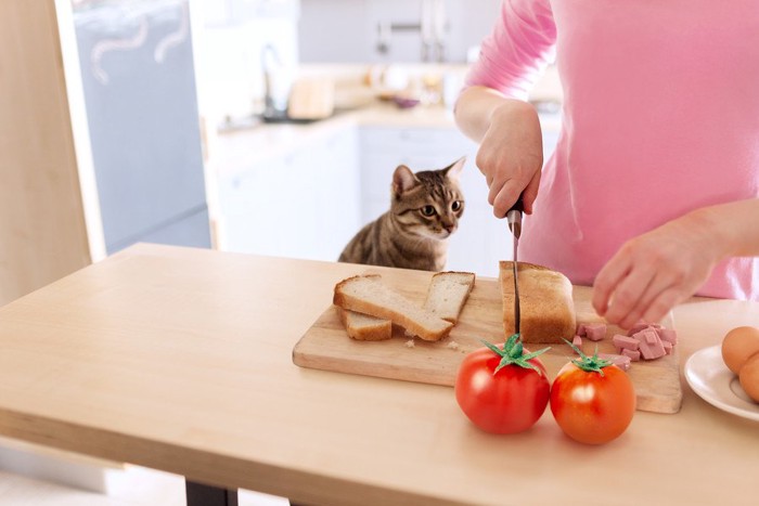 料理をする人に興味を持つ猫