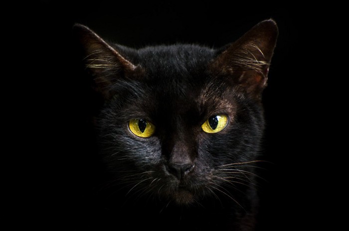 暗闇の中にいる黒猫