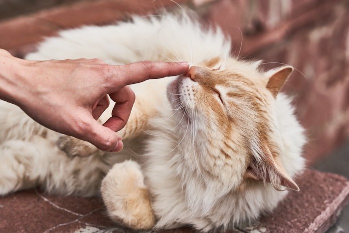 人の指の匂いを嗅ぐ猫