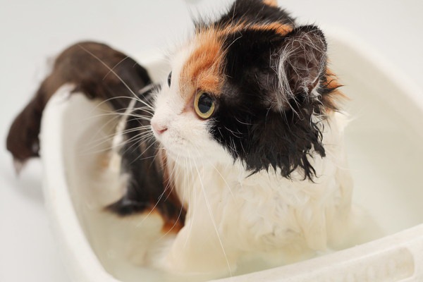 水にぬれた猫