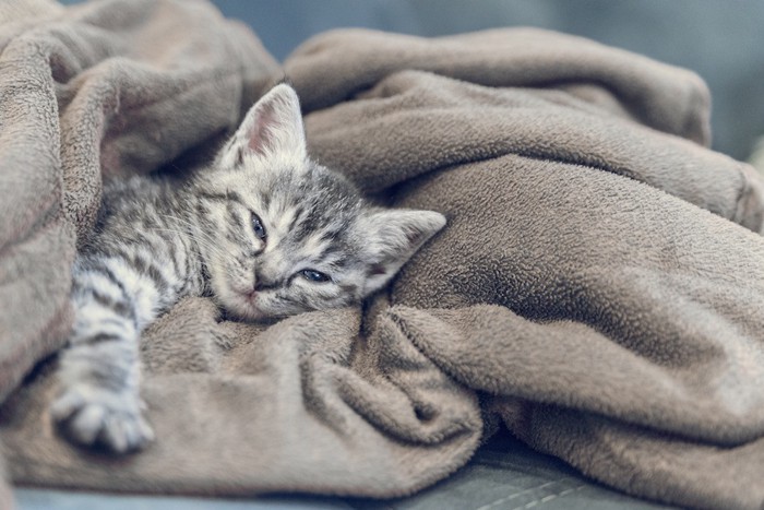 毛布の上で眠そうな子猫