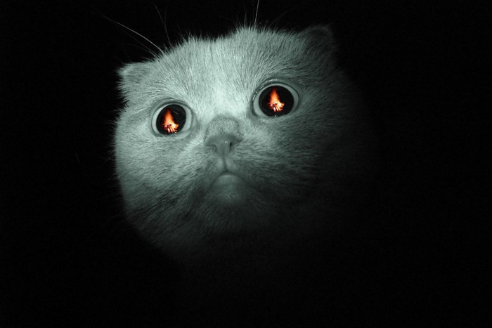 目に炎が映る猫