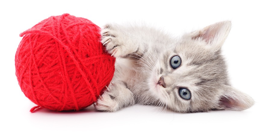 丸い毛糸で遊ぶ子猫