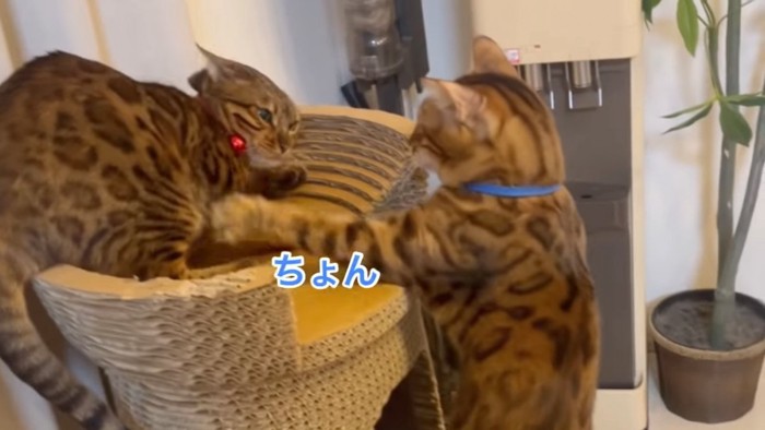 赤い首輪の猫を触る青い首輪の猫