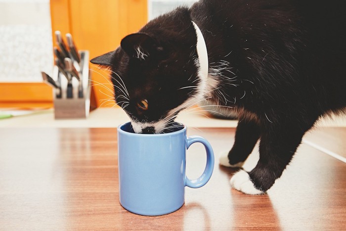 テーブルの上のカップから水を飲む猫