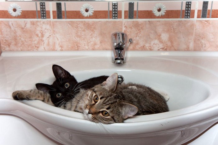 洗面台に入る二匹の猫
