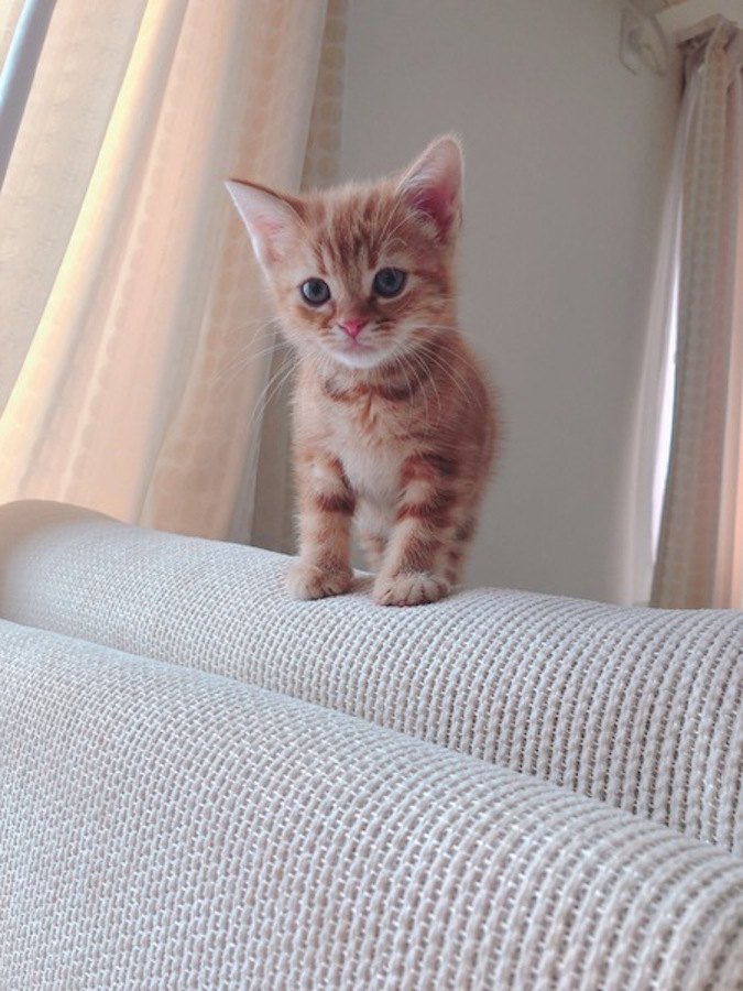 ソファーに立つアメリカンショートヘアの子猫