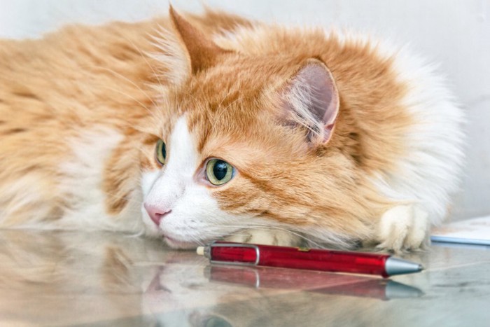 赤いペンとくつろいでいる猫