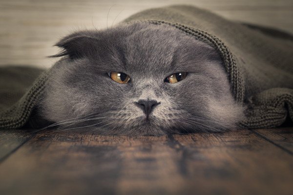 毛布にくるまる灰色の猫