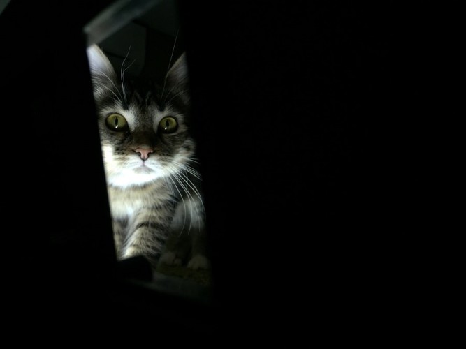 暗がりで覗く猫