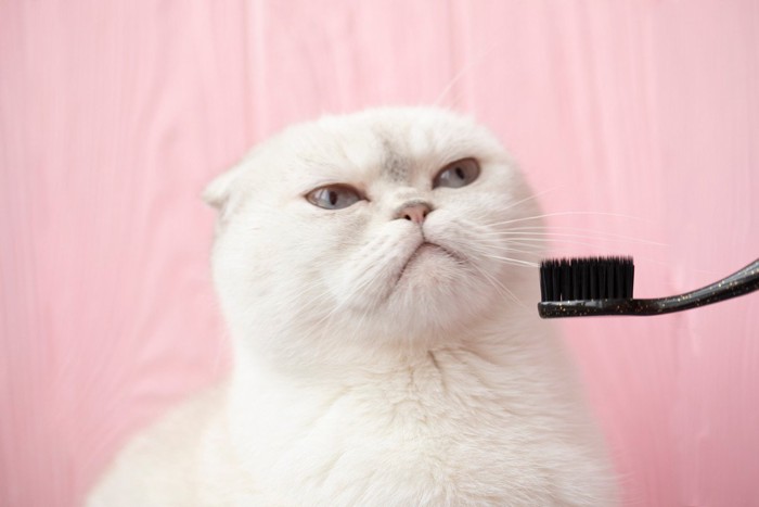歯ブラシを前に怒ったような表情の猫