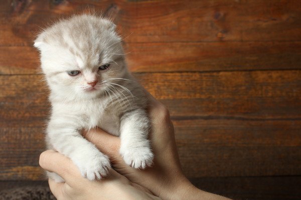 抱っこされる白い子猫