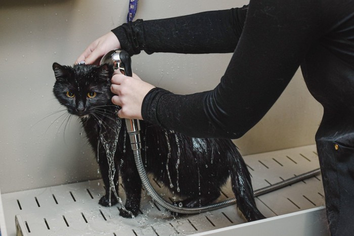 体を濡らされる黒猫