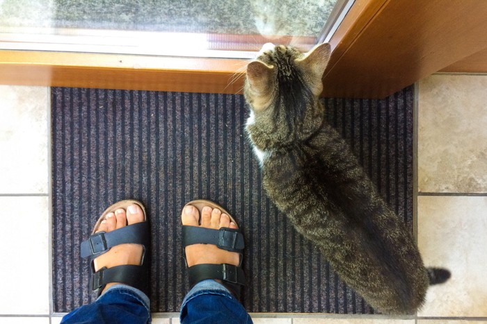 サンダルを履いた人の足元の猫