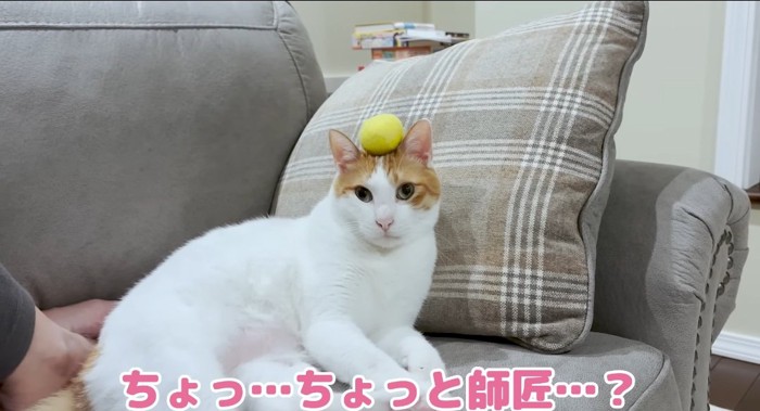 ボールを乗せる猫