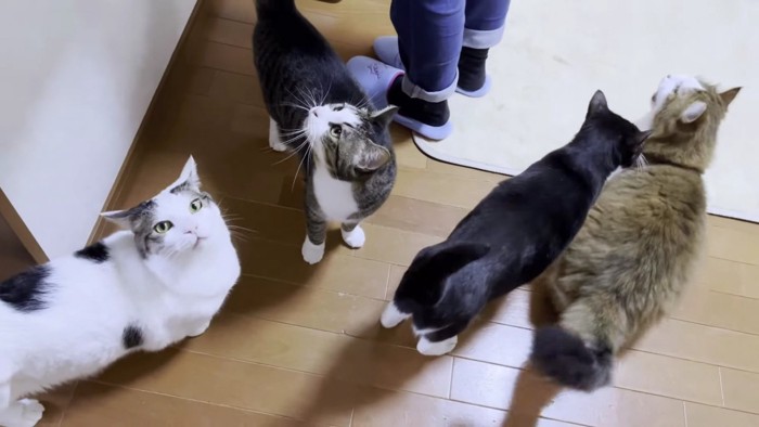 床の上の4匹の猫