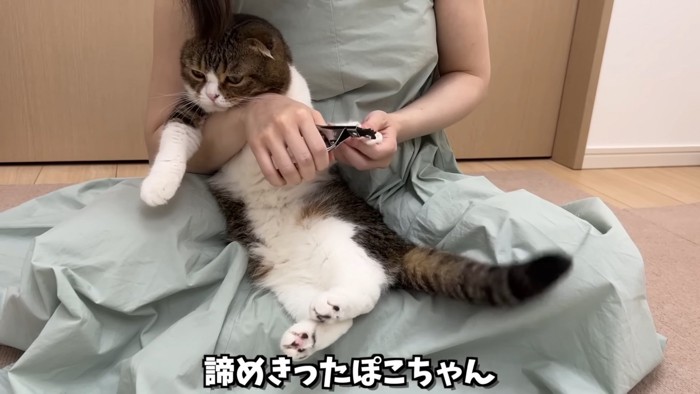 前足の爪を切られる猫