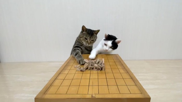 将棋崩しをする2匹の猫