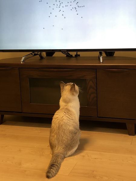 テレビに夢中無猫