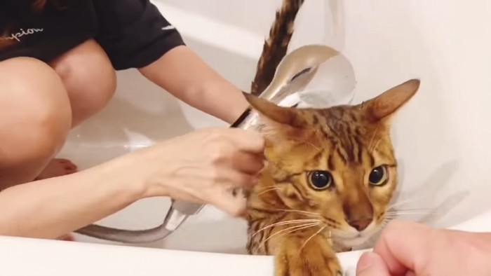 お風呂の縁に前足をかける猫