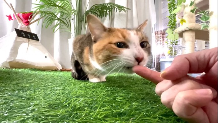 手を甘噛みする猫