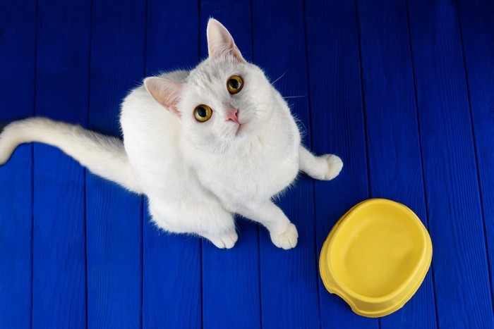 黄色い食器の前に座って見上げる白猫