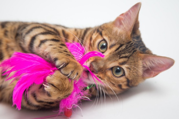 ピンクの羽のおもちゃを咥える猫