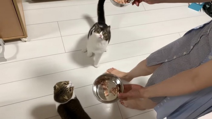 食器を見る猫