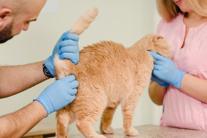 猫のお尻を診察する獣医