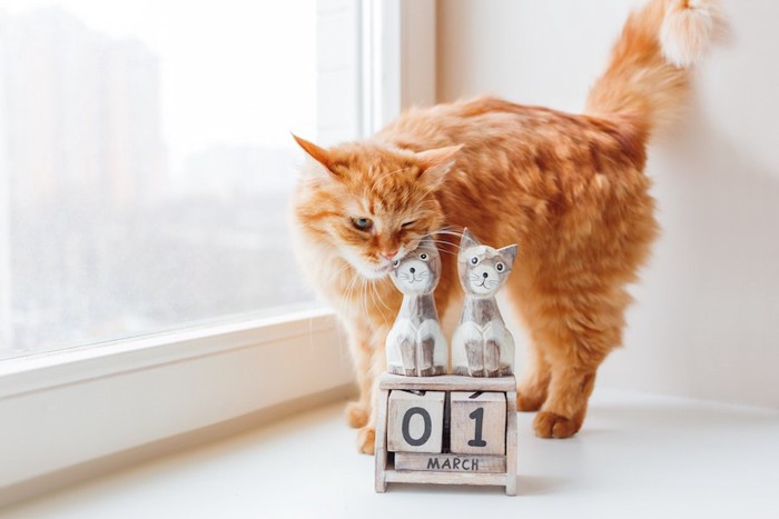 猫のカレンダーと猫