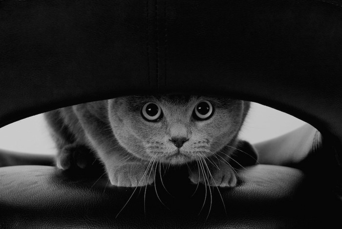 驚いて隠れている猫